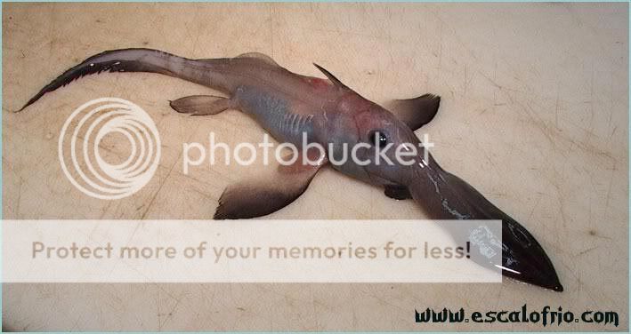 chimaera_pup.jpg