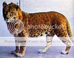 leopon01.jpg