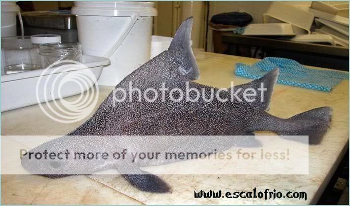 prickly_shark.jpg