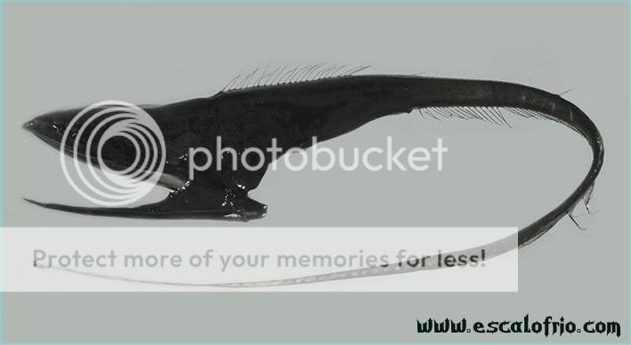 umbrella_mouth_gulper_eel.jpg