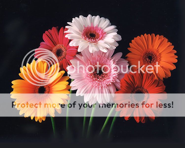 gerber_daisies_w_stems.jpg