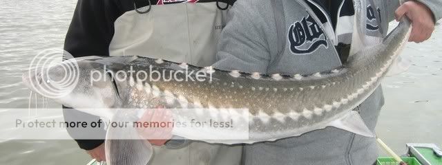 Sturgeon Pics | BC Fishing Reports